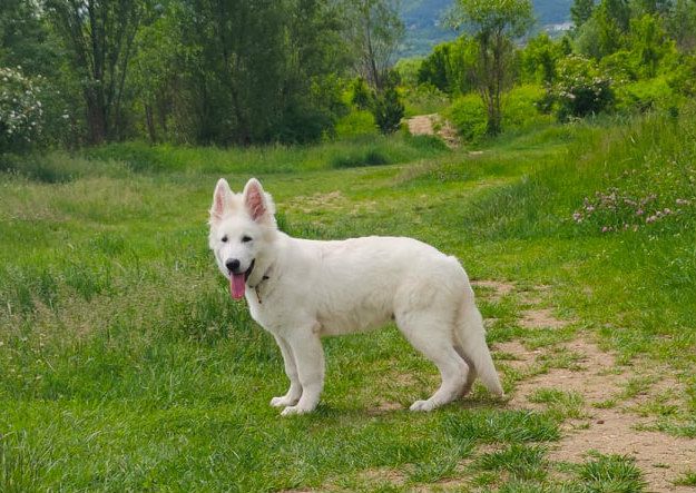 Setekx Sivacki Biser | White Swiss Shepherd Dog 
