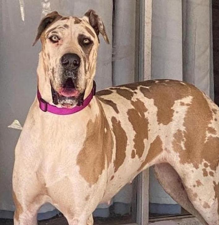 KSK's Catch Ya On The Flip Biscotti | Great Dane 