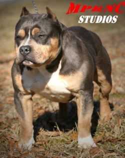 JBOYZ BUN B OF OTCB | American Pit Bull Terrier 