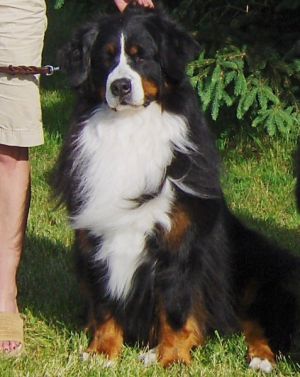 Hansennen's Diamond | Bernese Mountain Dog 