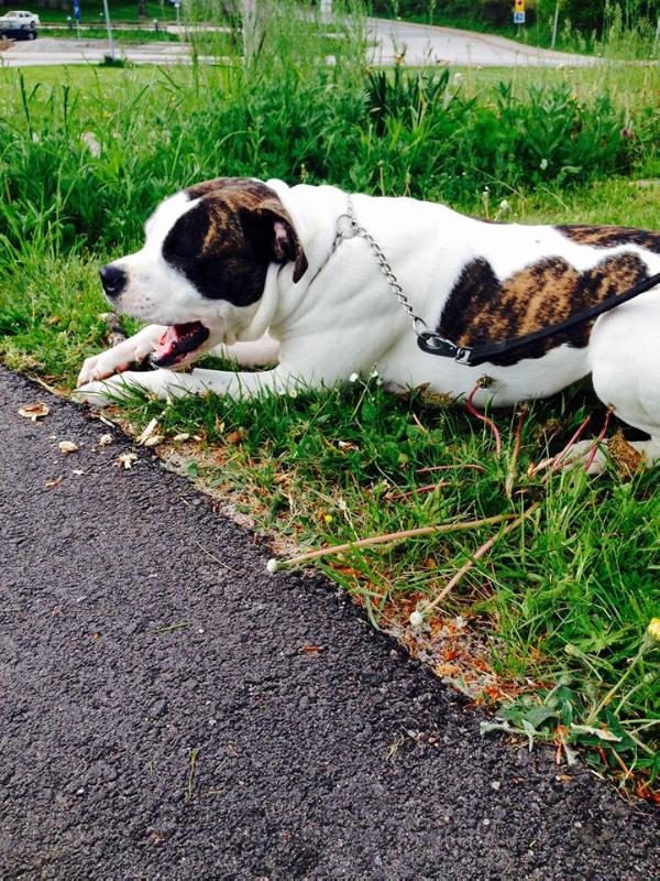 Silver Mountains Kashmir | American Bulldog 