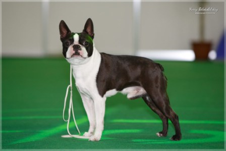 Kait Klassik Prometey | Boston Terrier 