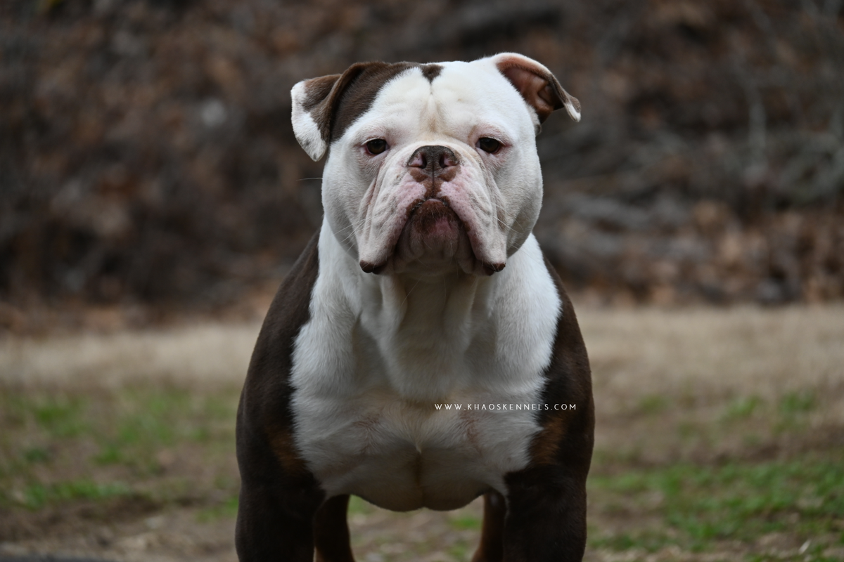 KHAOS' THE BIG RIG (BIGGS) | Olde English Bulldogge 