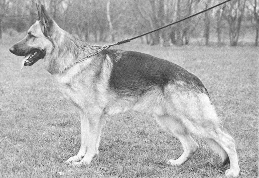 Lasko vom Trompetersprung | German Shepherd Dog 