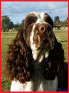 Maketawa Little Red Corvette | English Springer Spaniel 