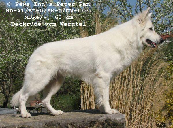 Paws Inn's Peter Pan | White Swiss Shepherd Dog 