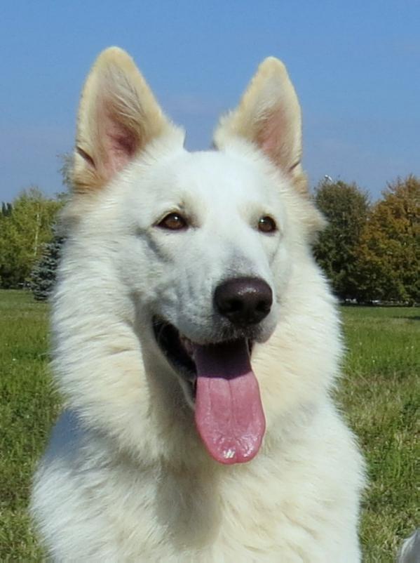 SNezhny Zver Ragdan | White Swiss Shepherd Dog 