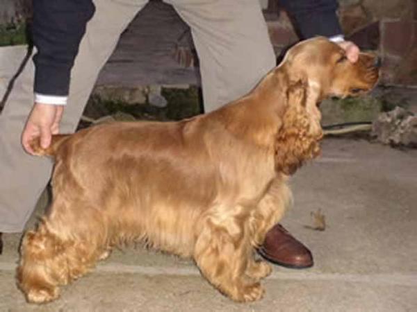 Helenwood Orholu | English Cocker Spaniel 