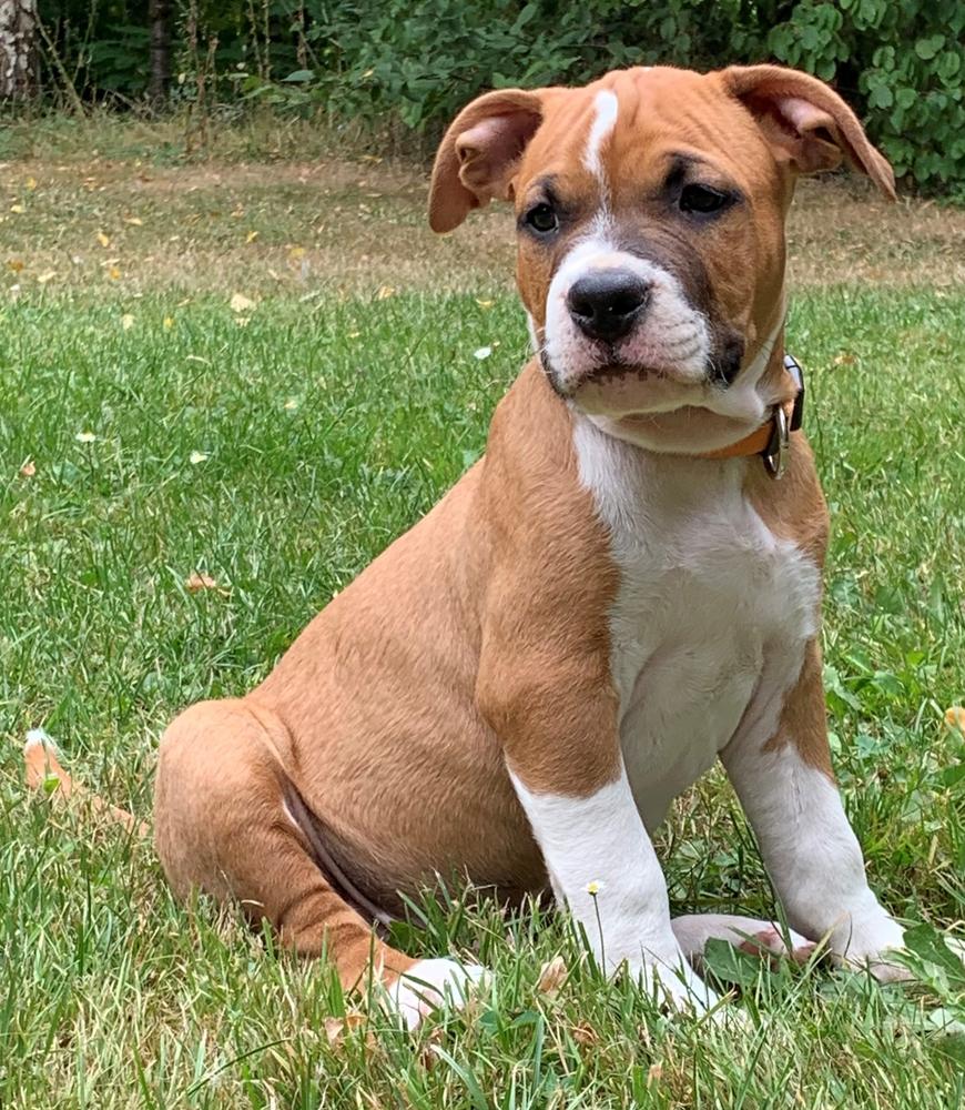 Tairo du Domaine d'Harcourt | American Staffordshire Terrier 