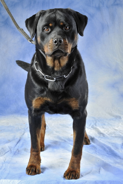 Ida vom Hercules | Rottweiler 