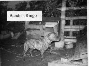 Bandit's Ringo | Staffordshire Bull Terrier 