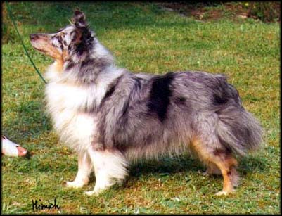 Blue Dike vom Stormarner Land | Shetland Sheepdog 