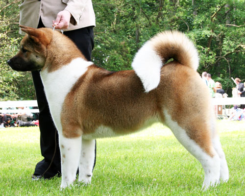 Maroteam Winner Girl | Akita 