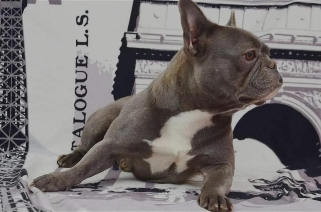 Hera Bat Bulls | French Bulldog 