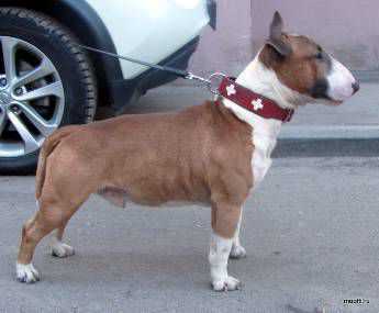 STRONG STAEL EDVARD RUDDIK | Miniature Bull Terrier 