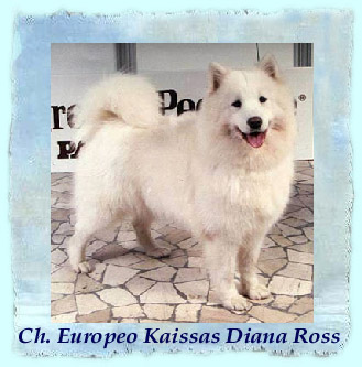 Kaissas Diana Ross | Samoyed 