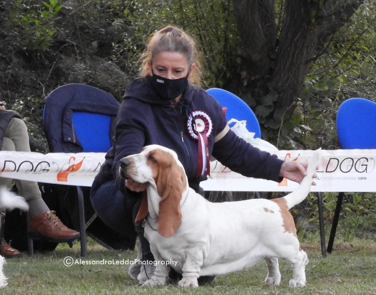 TERRA D'ORFILI NANA' | Basset Hound 