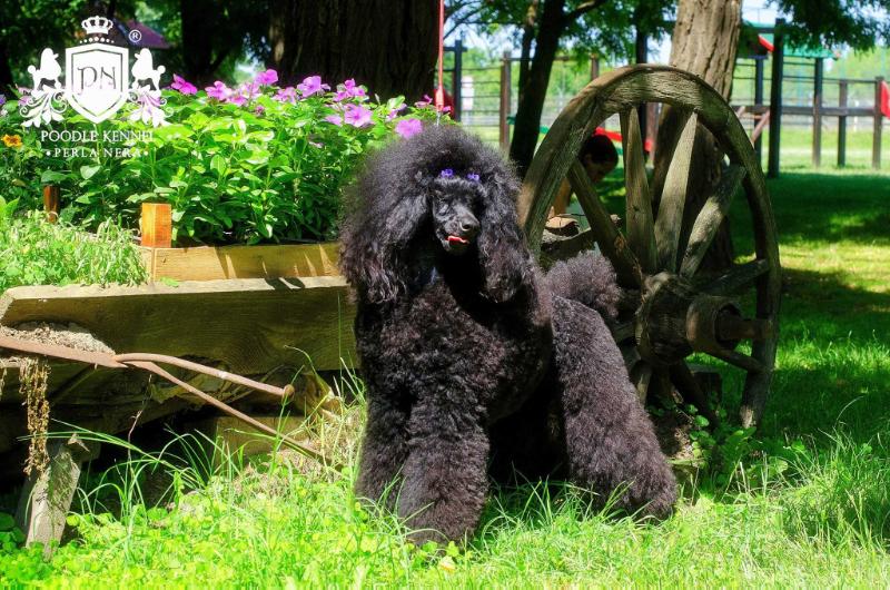Nutlee Balenciaga | Poodle 