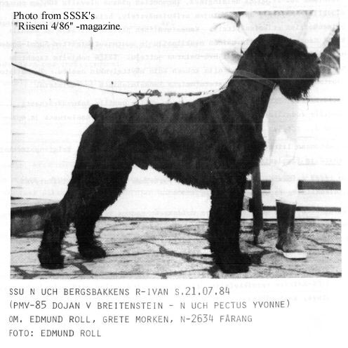 Bergsbakkens R-Ivan | Giant Schnauzer 