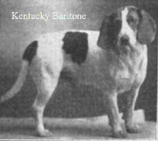 Kentucky Baritone | Beagle 