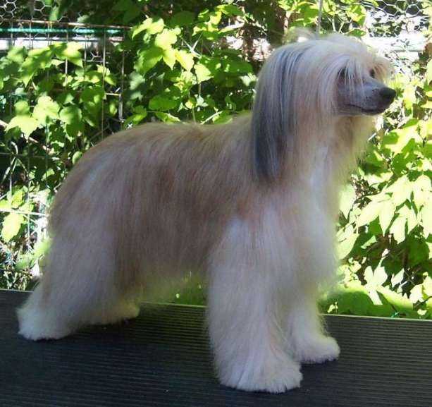 Unidog's Puff Agan | Chinese Crested 