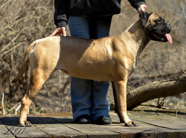 Karuka Come Fly With Me | Bullmastiff 