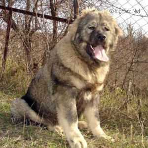 VOHUMANA RUSSKAYA BARYSHNYA | Caucasian Mountain Dog 