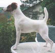 Elegant Emily of Foxy Wonderworld | Smooth Fox Terrier 