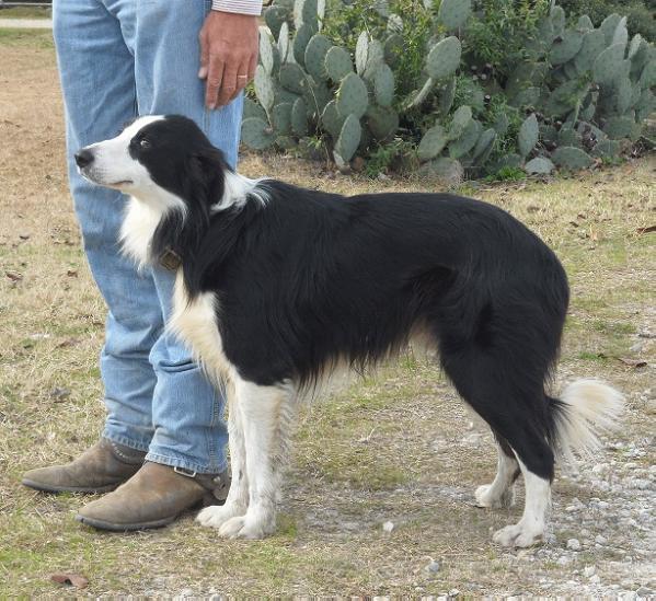 King's Gus ABC 249470 | Border Collie 