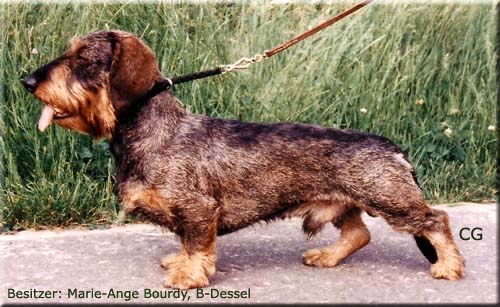 Hieros des Horles de la Vielle Voye | Dachshund 