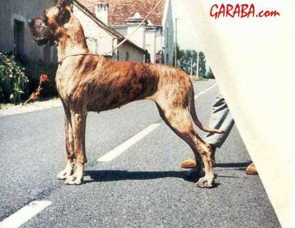Garance de la Pierre du Roy | Great Dane 