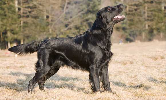 Starworkers Knock on Wood | Flat-Coated Retriever 