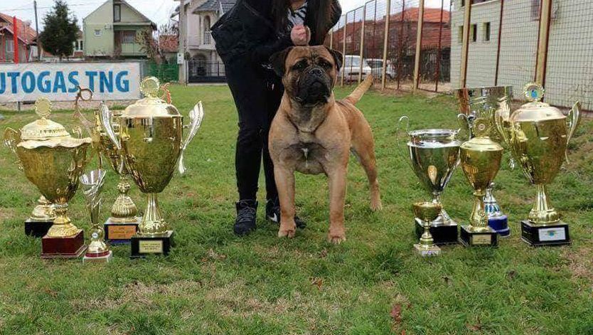 Nahuel Gamekeepers of Wuthering Hights | Bullmastiff 