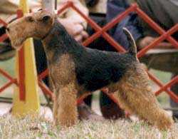 Sunspryte'n Warwyre Desperado | Welsh Terrier 