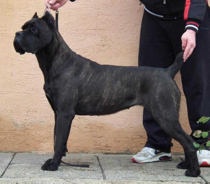 Viera Custodi Nos | Cane Corso 