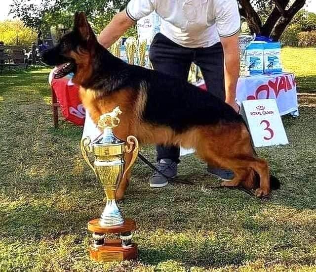 Tendro vom Osterberger-Land | German Shepherd Dog 