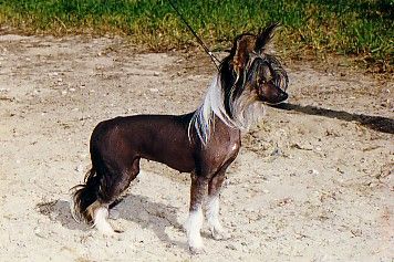 Penicylina Sasquehanna | Chinese Crested 