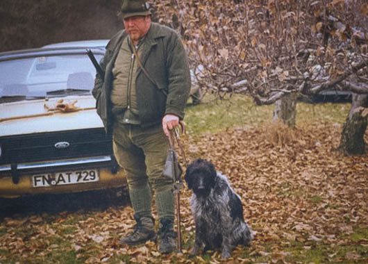 Nelli vom Gehrenberg | German Wirehaired Pointer 