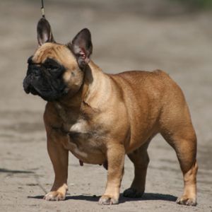 A'Vigdors Troya | French Bulldog 