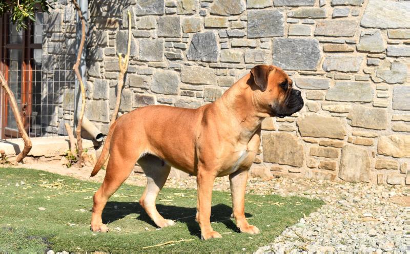 Caneguardiano Moonlight Sonata | Bullmastiff 