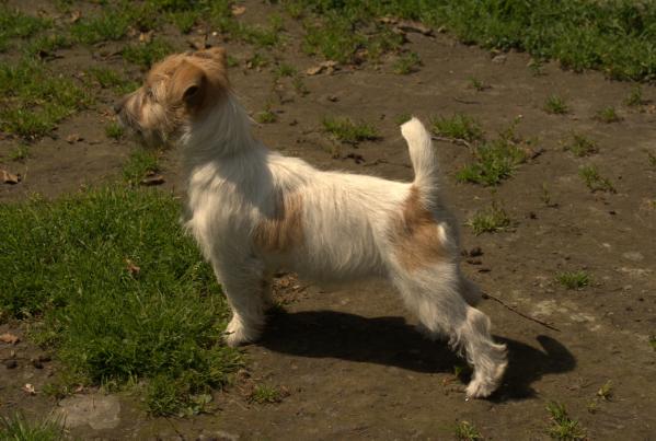 QWENDY Bohemia Platina | Jack Russell Terrier 