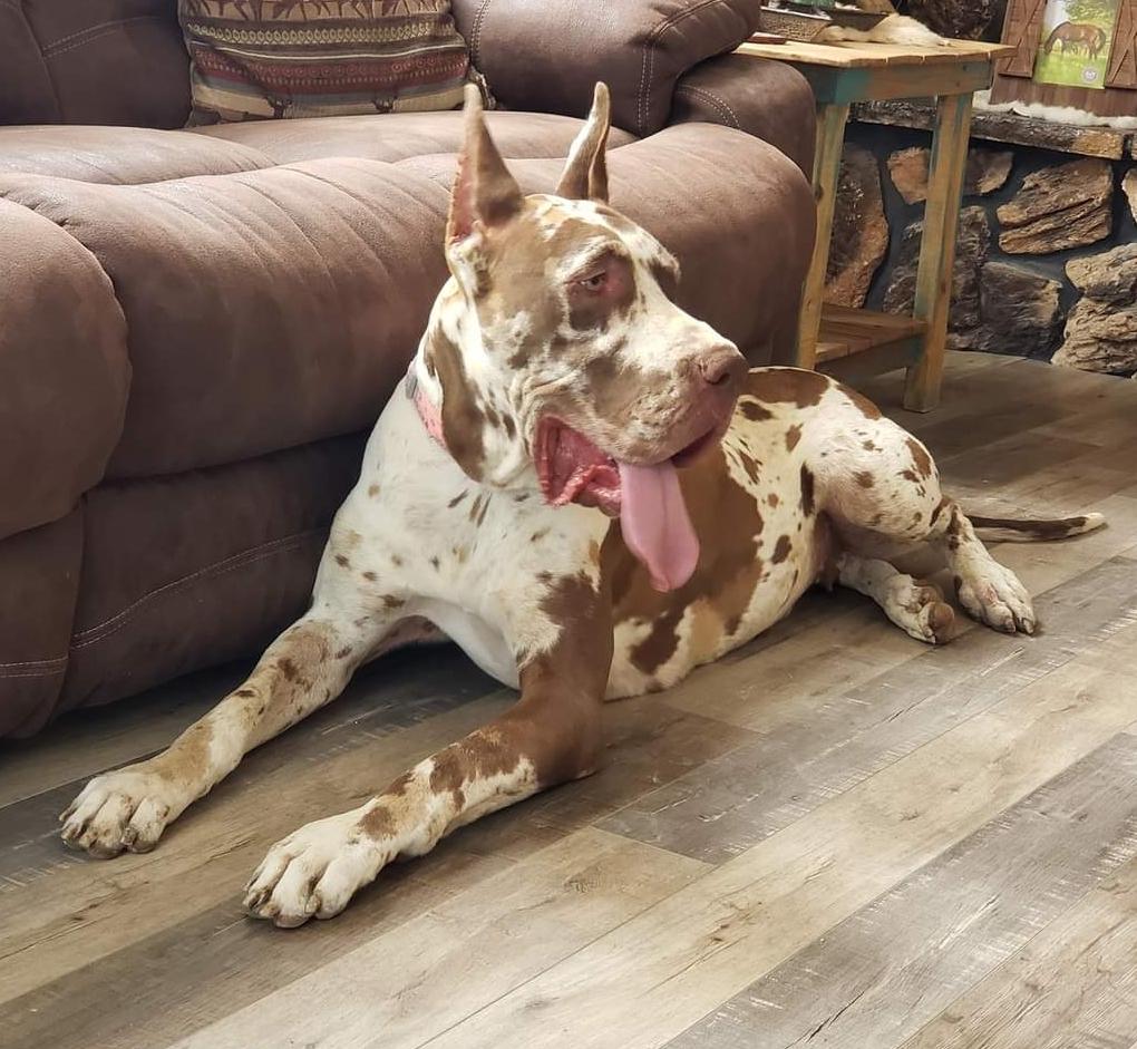 DD Maizeys Chocolate Diamond Kuzni Napoleonskiej | Great Dane 