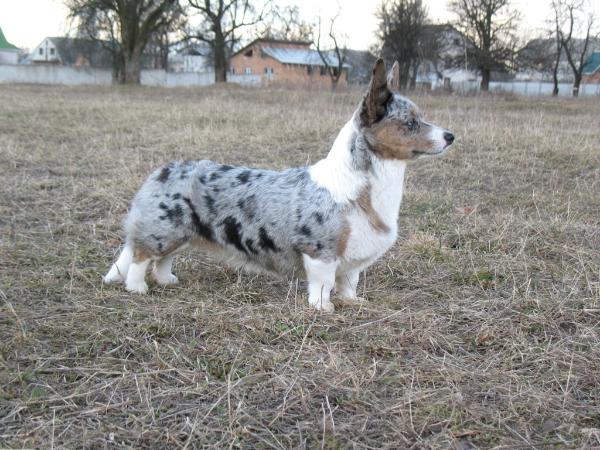 Follow the Dream Gaucho | Cardigan Welsh Corgi 