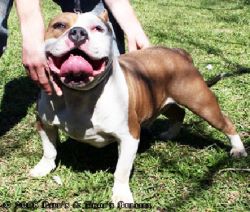 LYVERS DAVIS GETTUM BOI SAWDOFF | American Pit Bull Terrier 
