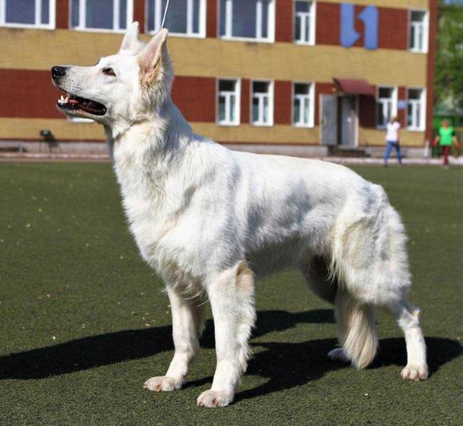 VEGA BEAUTIFUL STAR GALYOSA HOUSE | White Swiss Shepherd Dog 