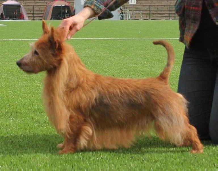 BLUEPEPPER'S SMILE | Australian Terrier 