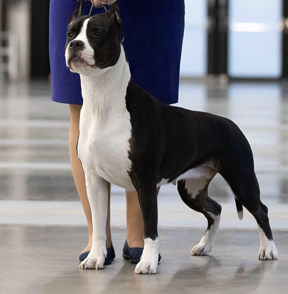 FAITER NEW JERSY | American Staffordshire Terrier 