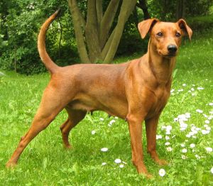 Ceriinan DAHLIA | German Pinscher 