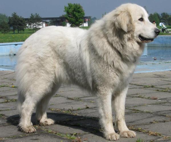 Ankara Od Beskydskych vrchu | Great Pyrenees 