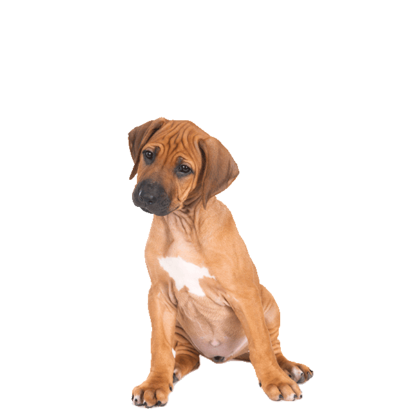 Rhodesian Ridgeback